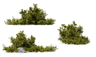 Fresh goldish shrub plant on a transparent background