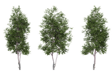 Obraz premium catalpa tree on a transparent background