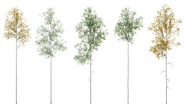 aspen tree on a transparent background