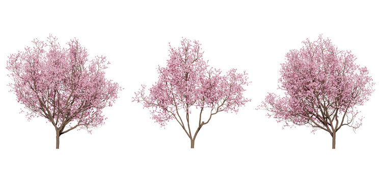 cherry blossom tree on a transparent background