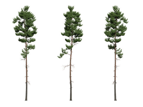 scots pine tree on a transparent background