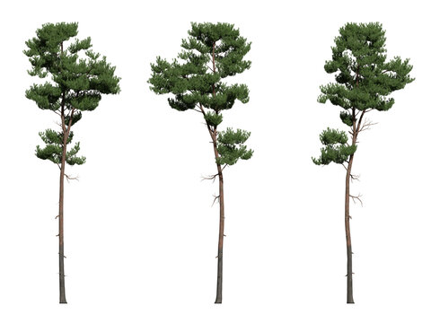 scots pine tree on a transparent background