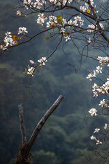 Blooming white Bauhinia variegata in summer.