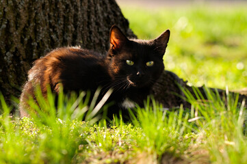 A young black cat lies on the grass near a tree on a sunny day. selective focus