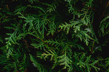 Naklejka na ściany i meble Green coniferous bush , thuja hedge texture close up.