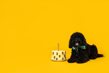 Black Toy poodle dog on yellow background, Dog Birthday