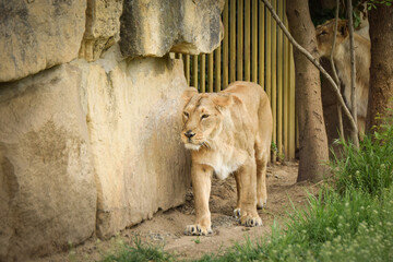 Lions in our zoo in the Czech republic. Portrait of beautiful lion in zoo habitat.