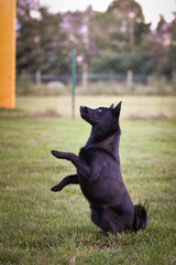 Dog is begging in the grass. she playing outside in the grass. He is so crazy dog on trip.