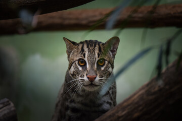 Obraz premium Prionailurus viverrinus is in her zoo habitat. Sand habitat in zoo in sunny day.