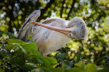 Zoos portrait of pelican who is on tree. They are amazing animal. And they are looking so good.