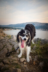 dog standing on stones in Croatian landscape.  Dog standing above the sea. Beautiful view