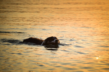 Fototapeta premium border collie comes out of the sea. wet dog with a stick in his mouth