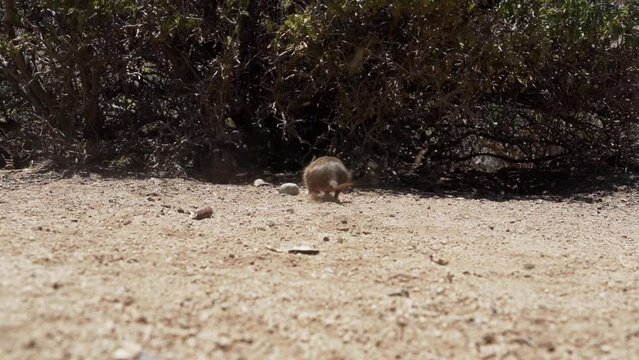 slow motion of cute little Degus, Octodon, rodents native to South America. Group of Degu sitting at their den in the arid landscape of the atacama desert in Chile at chinchilla sanctuary.