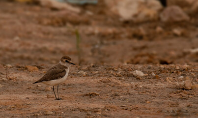 isolated small beautiful bird (kentish plover)sit in the desert