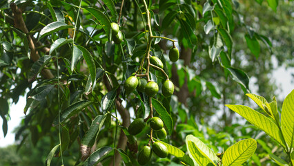 June plum (Spondias dulcis) or ambarella or jew plum or golden apple tropical fruit on a tree
