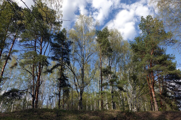 Obraz premium Landscape with pines and birches tree on the hill view bottom to up