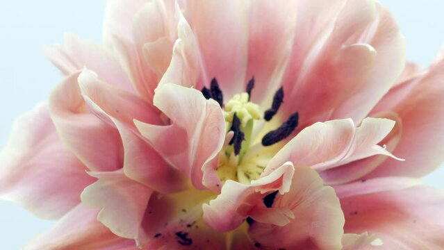 Flower opening close up, soft petals of beautiful tulip time lapse, nature background. Tulip spring flower macro shot, blooming pastel pink tulip Easter backdrop, romantic, tenderness concept