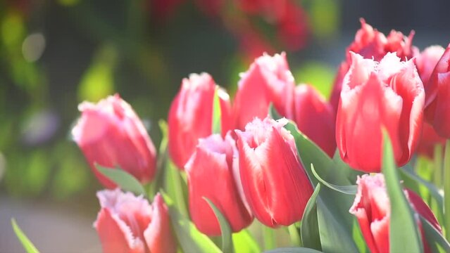 Tulips flower blooming in spring garden. Spring garden tulip flowers blooming on flower bed, trendy gardening concept, beautiful blooming red tulips, slow motion