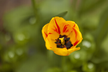 Fototapeta premium Frühlingsblumen