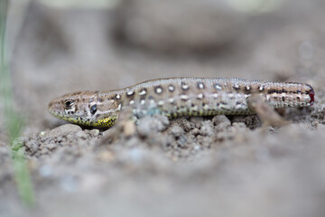 Lacerta agilis Linnaeus lizard macro shot, close up, missing tail