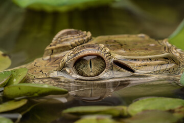 Crocodile Eyes