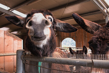 A cute donkey happily resides in his cozy stable, situated in a  mountain farm.
