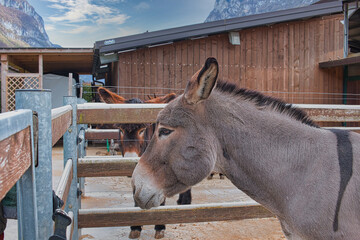 Gray donkey stallion in his paddock on a fine donkey farm,