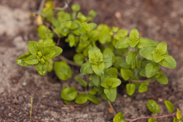 Gartenkräuter Oregano
