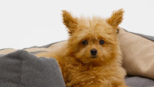 Cute puppy in dog bed at home. Charming pet. Animals. Place for text
