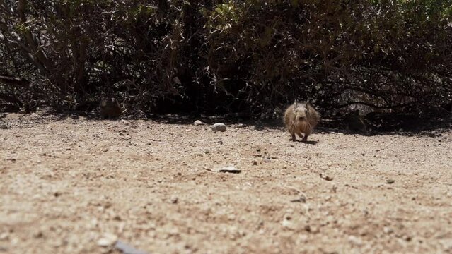 slow motion of cute little Degus, Octodon, rodents native to South America. Group of Degu sitting at their den in the arid landscape of the atacama desert in Chile at chinchilla sanctuary.