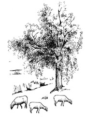 Rural landscape, tree and farm. Vector hand drawn vintage engraved sketch.
