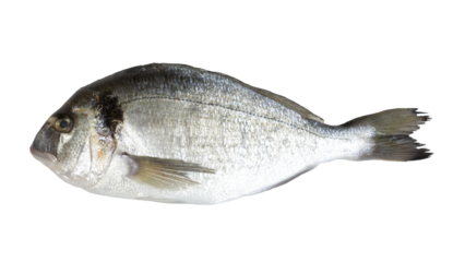 poisson : dorade royale, en gros plan, isolé sur un fond blanc