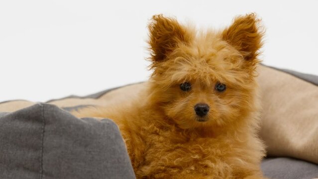 Cute puppy in dog bed at home. Charming pet. Animals. Place for text