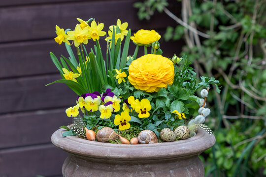 gelbe Hornveilchen, ranunkel und Narzisse in Terracotta-Pflanzvase im Garten