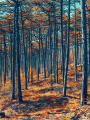 colorful autumn forest