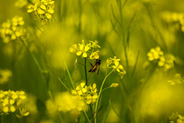 field of dandelions