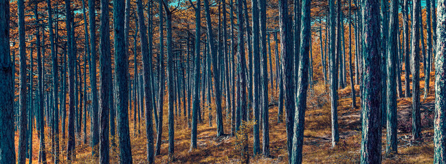 trees in autumn forest
