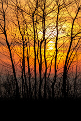 Beautiful sunset landscape with trees.