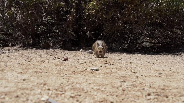 slow motion of cute little Degus, Octodon, rodents native to South America. Group of Degu sitting at their den in the arid landscape of the atacama desert in Chile at chinchilla sanctuary.