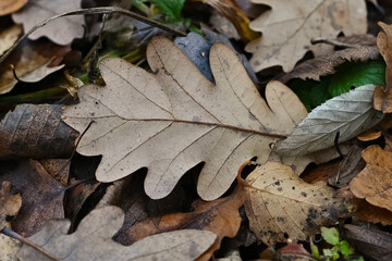 Fototapeta na wymiar gried oak leaf on ground autumn pattern background
