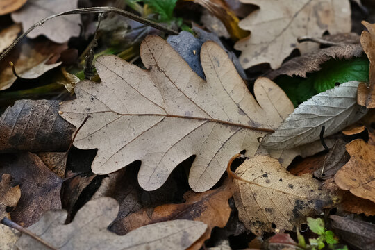gried oak leaf on ground autumn pattern background