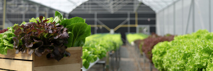Organic vegetables salad growing garden hydroponic farm Freshly harvested lettuce organic for...