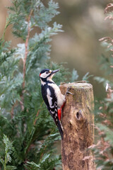Great spotted woodpecker