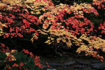 赤と黄色の紅葉