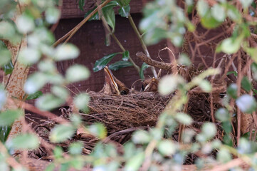 Young blackbirds on the nest in closeup