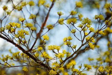 サンシュユの花