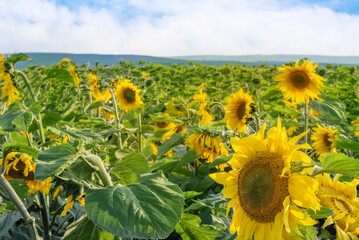 a field of flowering sunflowers on a warm clear summer day, selective focus
