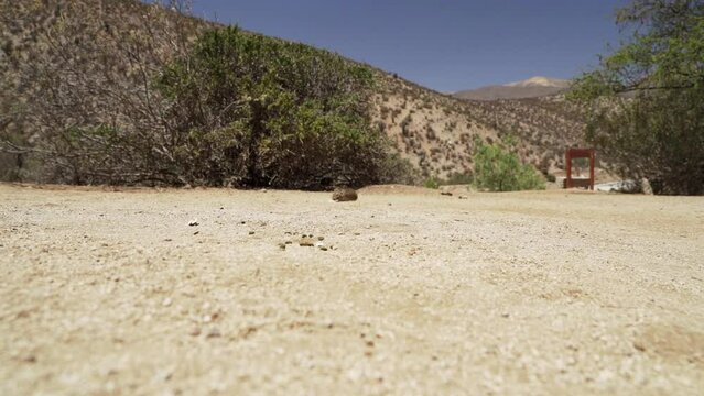 slow motion of cute little Degus, Octodon, rodents native to South America. Group of Degu sitting at their den in the arid landscape of the atacama desert in Chile at chinchilla sanctuary.