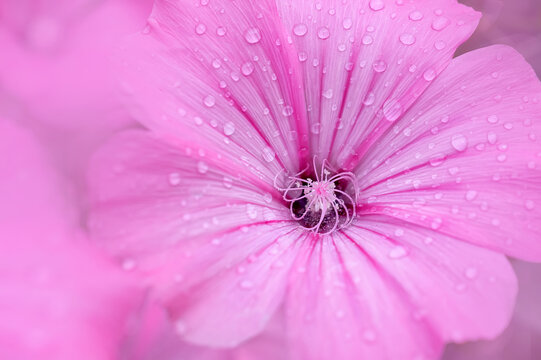 Flowers of pink lavatera (malvaceae), or annual rose, royal close-up, selective focus. Annual mallow. Desktop wallpaper, beautiful background