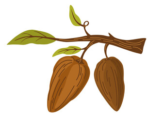 Chocolate cocoa beans. Branch with cocoa beans and leaves. Perfect for printing, groceries, coffee, packaging, cafes, menus and the web. Vector cartoon hand draw illustration isolated.  © PawLoveArt
